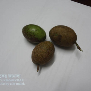 জলপাইয়ের স্ক্যাব বা দাদ রোগ